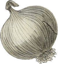 onion_200x221